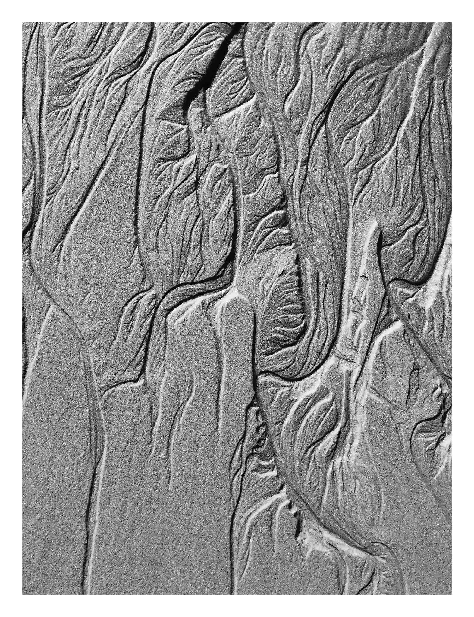 Monochrome Mix - Scotts Head - Beach Sand Tidal Forms - 19E4542a - 81.5x104cm, Vertical black and white photograph of abstract tidal sand patterns from Scotts Head beach, resembling roots or anatomical forms with rich texture and natural sculptural flow.