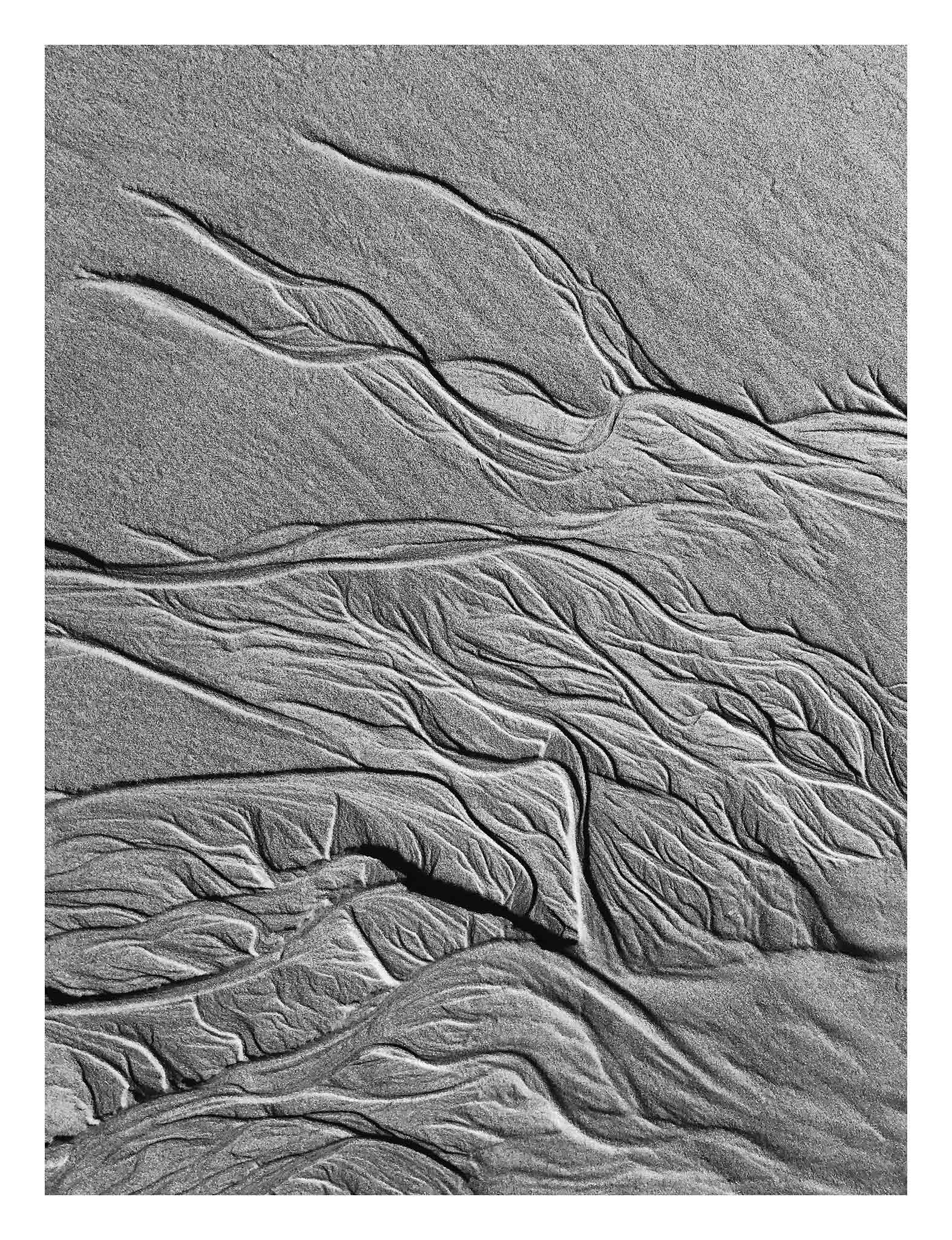 Monochrome Mix - Scotts Head - Beach Sand Tidal Forms - 19E4548 - 81.5x104cm, Vertical black and white photograph capturing organic sand patterns shaped by tides at Scotts Head, evoking tree branches or veins.