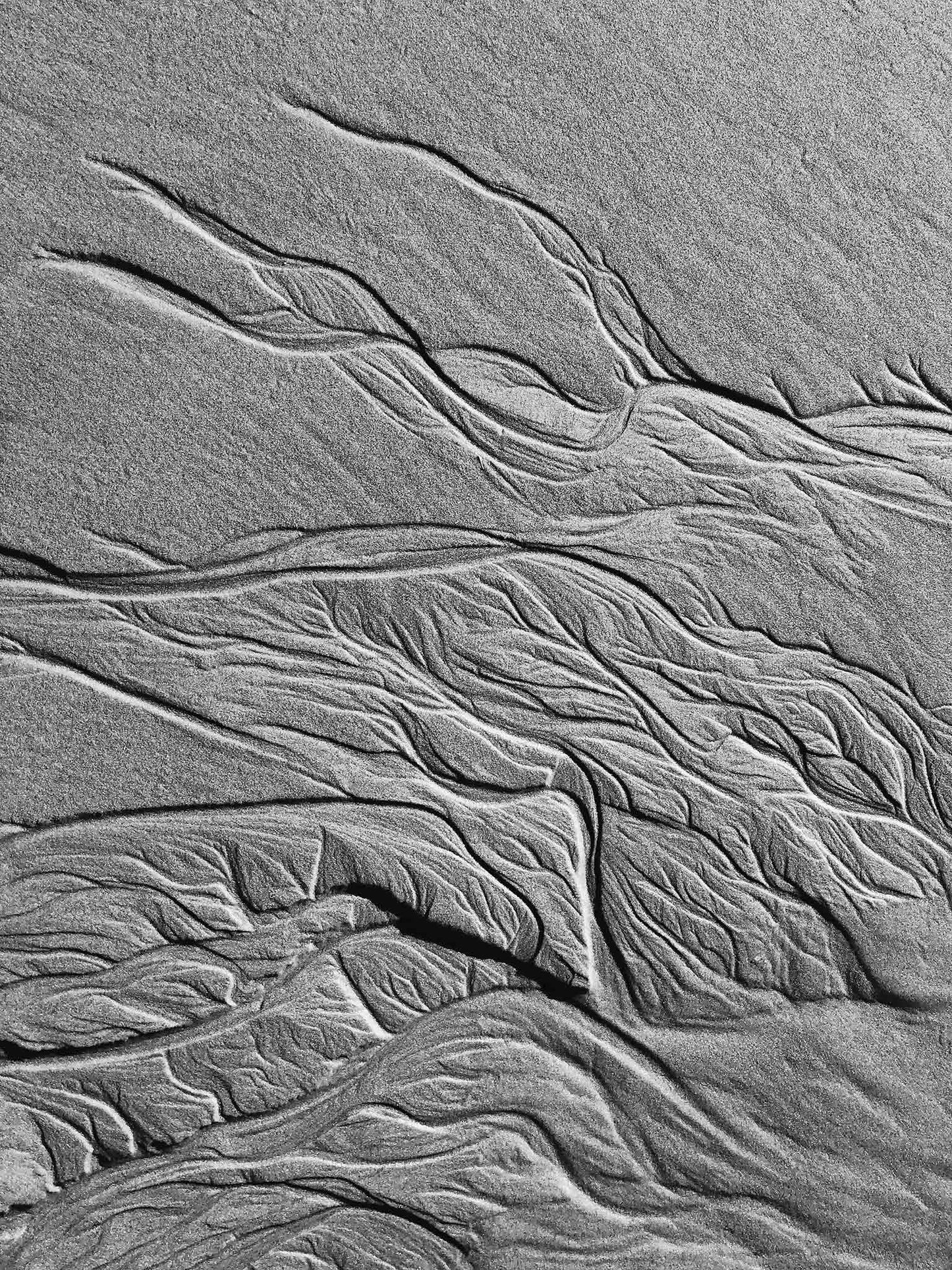 Monochrome Mix - Scotts Head - Beach Sand Tidal Forms - 19E4548 - 67.5x90cm, Vertical black and white photograph capturing organic sand patterns shaped by tides at Scotts Head, evoking tree branches or veins.
