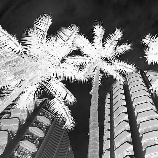 Monochrome Mix - Sydney - Potts Point - Fitzroy Gardens - Palms - 209340v2 - Close Detail View, Black and white upward-facing photograph of palm trees against modern apartment buildings in Potts Point, Sydney, with dramatic lighting and high contrast.