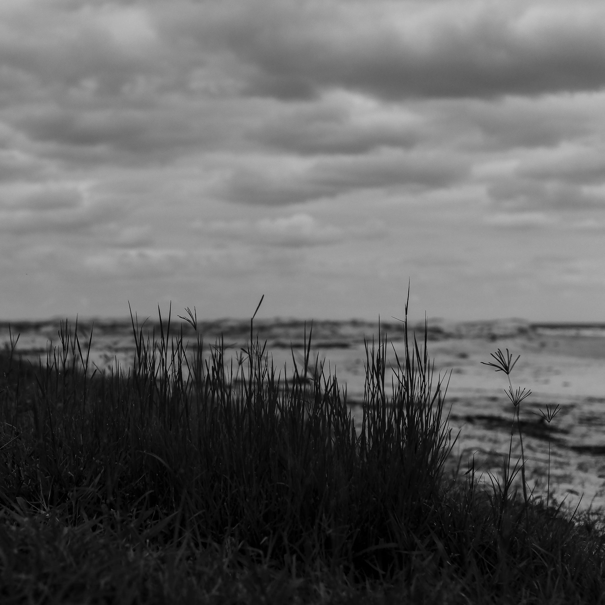 Monochrome Mix - Valla Beach - Beach Dune Grass - 176737 - Close Detail View, Black and white photograph of fine grass silhouetted in the foreground on a coastal dune at Valla Beach, with a moody sky and gentle shoreline blurred in the distance.