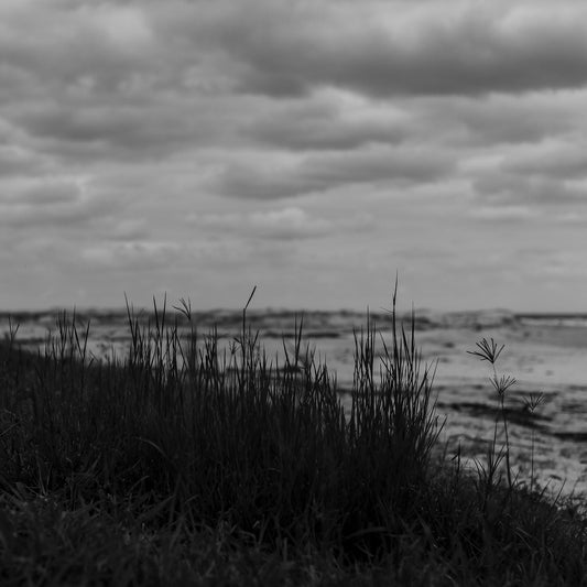 Monochrome Mix - Valla Beach - Beach Dune Grass - 176737 - Close Detail View, Black and white photograph of fine grass silhouetted in the foreground on a coastal dune at Valla Beach, with a moody sky and gentle shoreline blurred in the distance.