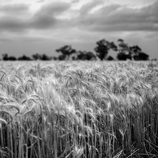 Monochrome Mix - Wheat Field - 258559v1 - Close Detail View, A black and white photograph of a ripening wheat field under a cloudy sky, with trees in soft focus on the horizon. Textured, atmospheric rural landscape. Limited edition fine art print.