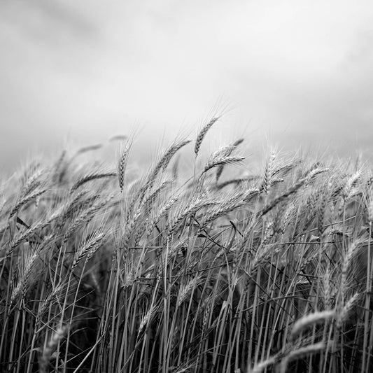 Monochrome Mix - Wheat Field - 258565v1 - Close Detail View, A black and white close-up of tall wheat stalks beneath a cloudy sky, with fine detail in grain heads and soft background blur. Quiet rural landscape. Limited edition fine art print.