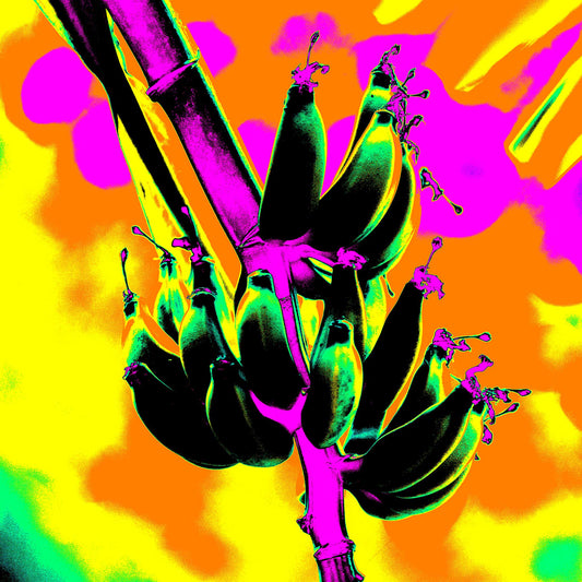 Pop Art Flowers - Bananas 3464v6 - Close Detail View, a surreal pop art style image of green, black bananas on a vibrant pink stalk, set against a fiery backdrop of orange, yellow, and magenta. The colours are hyper saturated, creating a playful and psychedelic tropical scene.