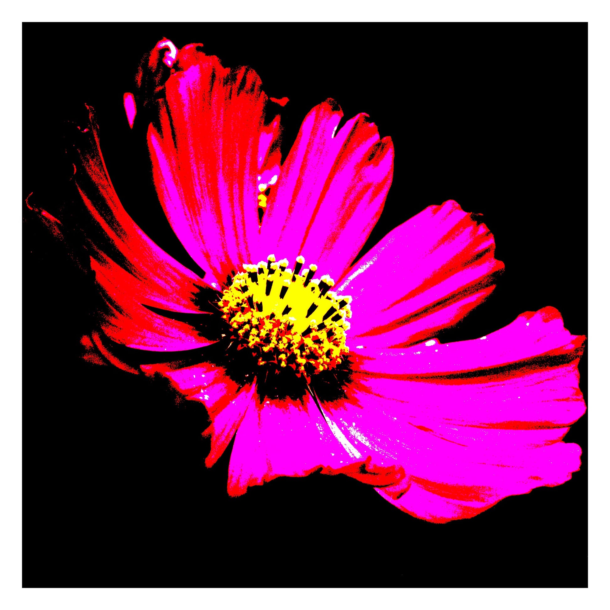 Pop Art Flowers - Echinacea Flower - 990319v5 - 104x104cm, Bold pink Echinacea flower with vivid yellow centre on black background in high-contrast Pop Art style.