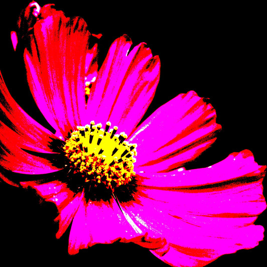 Pop Art Flowers - Echinacea Flower - 990319v5 - Close Detail View, Bold pink Echinacea flower with vivid yellow centre on black background in high-contrast Pop Art style.