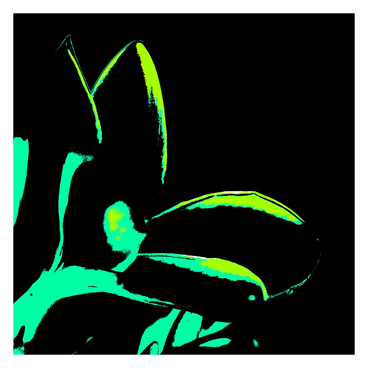 Pop Art Flowers - Frangipani - 207015v101 - 104x104cm, Stylised frangipani flower in aqua green and neon lime tones on a stark black background in bold Pop Art style.