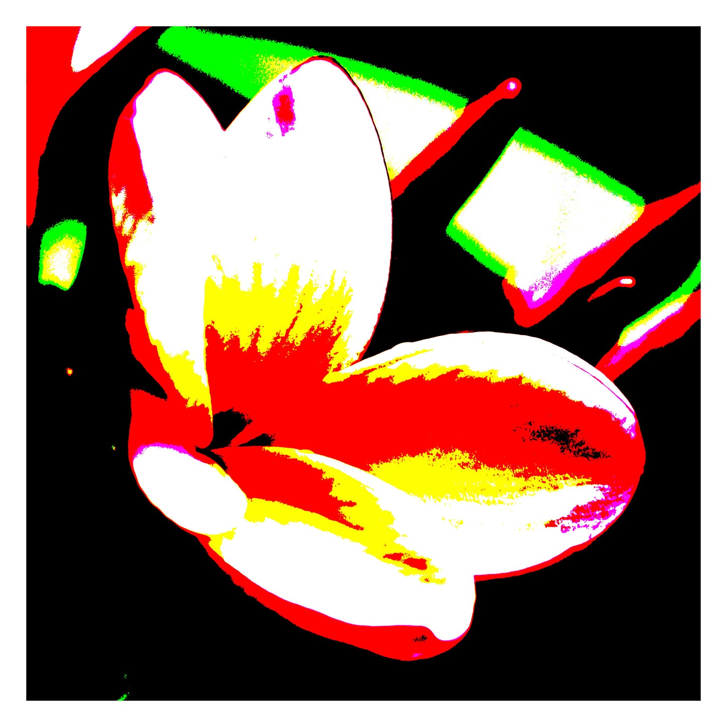 Xtra POP Set - Frangipani - 207015v203 - 104x104cm, Brightly coloured frangipani flower in red, white, yellow and green with bold graphic contrast on a black background.