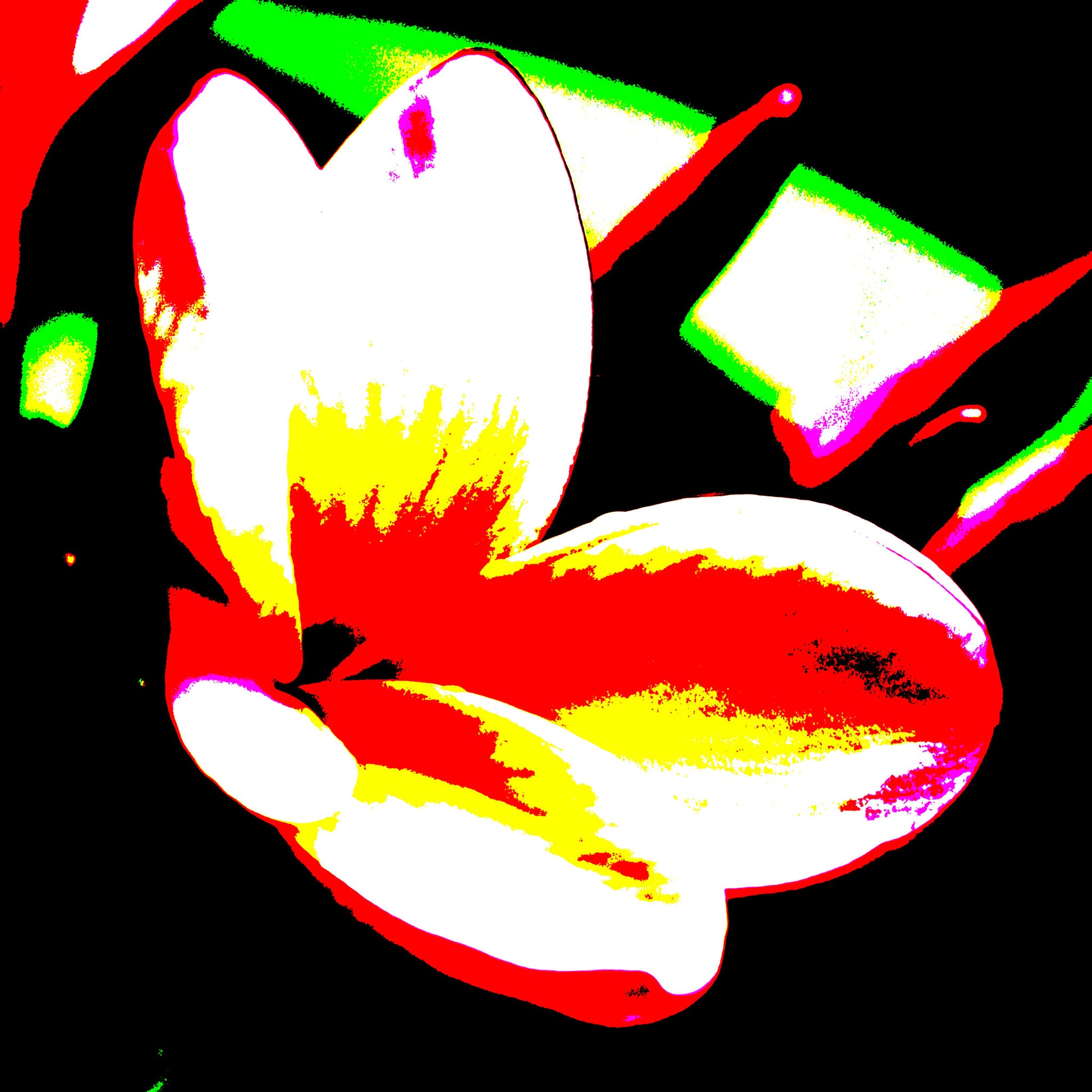 Xtra POP Set  - Frangipani - 207015v203 - 90x90cm, Brightly coloured frangipani flower in red, white, yellow and green with bold graphic contrast on a black background.