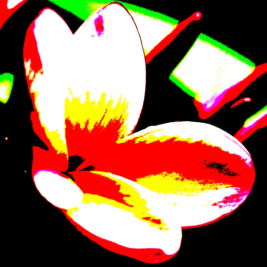 Xtra POP Set  - Frangipani - 207015v203 - Close Detail View, Brightly coloured frangipani flower in red, white, yellow and green with bold graphic contrast on a black background.