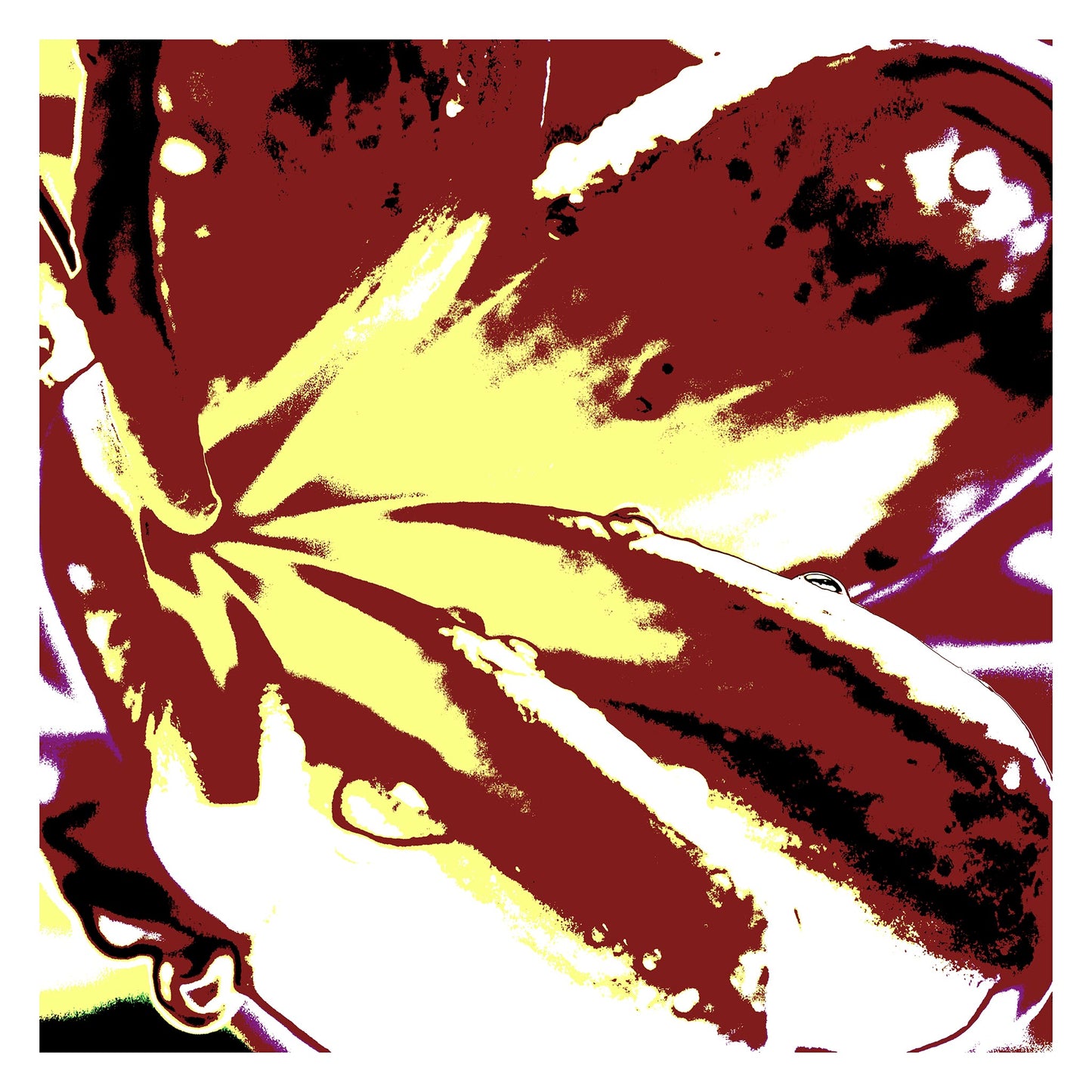 Pop Art Flowers - Frangipani - 207015v307 - 104x104cm, Stylised frangipani in earthy ochre, maroon, and cream tones with bold graphic contrasts on white border.