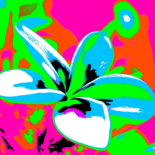 Pop Art Flowers - Frangipani - 253101v26 - Close Detail View, Bright white and cyan frangipani flower with vivid pink, green, and orange Pop Art background in bold graphic style.