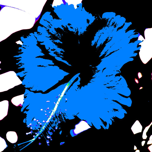 Pop Art Flowers - Hibiscus Tropical - 200741v6 - Close Detail View, Vibrant blue hibiscus flower with black centre on stark black-and-white background in bold Pop Art graphic style.