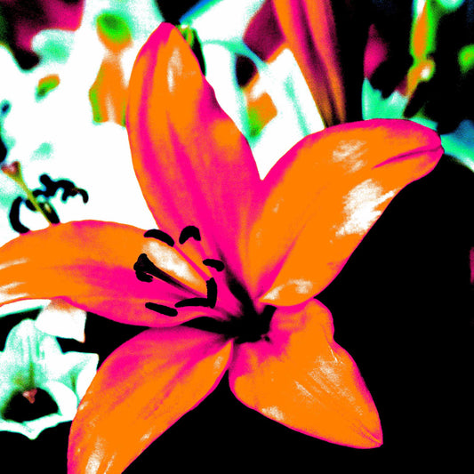 Pop Art Flowers - Lilies 4767v24a - Close Detail View, a pop art style image of a lily in vivid orange and pink tones, with white lilies blurred in the background against a dark blue and black field. The saturated colours and bold composition evoke a modern, graphic elegance.