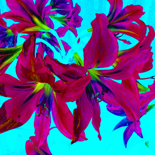 Pop Art Flowers - Lilies - Bunch - 150174v15 - Close Detail View, Vivid bunch of magenta lilies with green accents on bright cyan background in bold Pop Art style.
