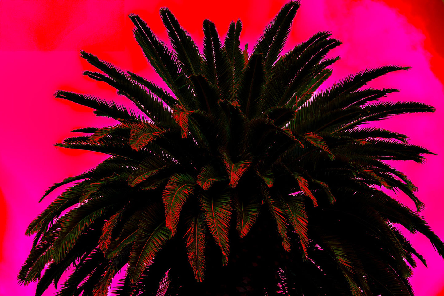Pop Art Flowers - Palm - Paddington - 258892v13 - 90x60cm, Dramatic silhouette of palm tree with dark fronds set against vivid magenta and crimson sky in bold Pop Art style