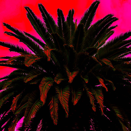 Pop Art Flowers - Palm - Paddington - 258892v13 - Close Detail View, Dramatic silhouette of palm tree with dark fronds set against vivid magenta and crimson sky in bold Pop Art style.