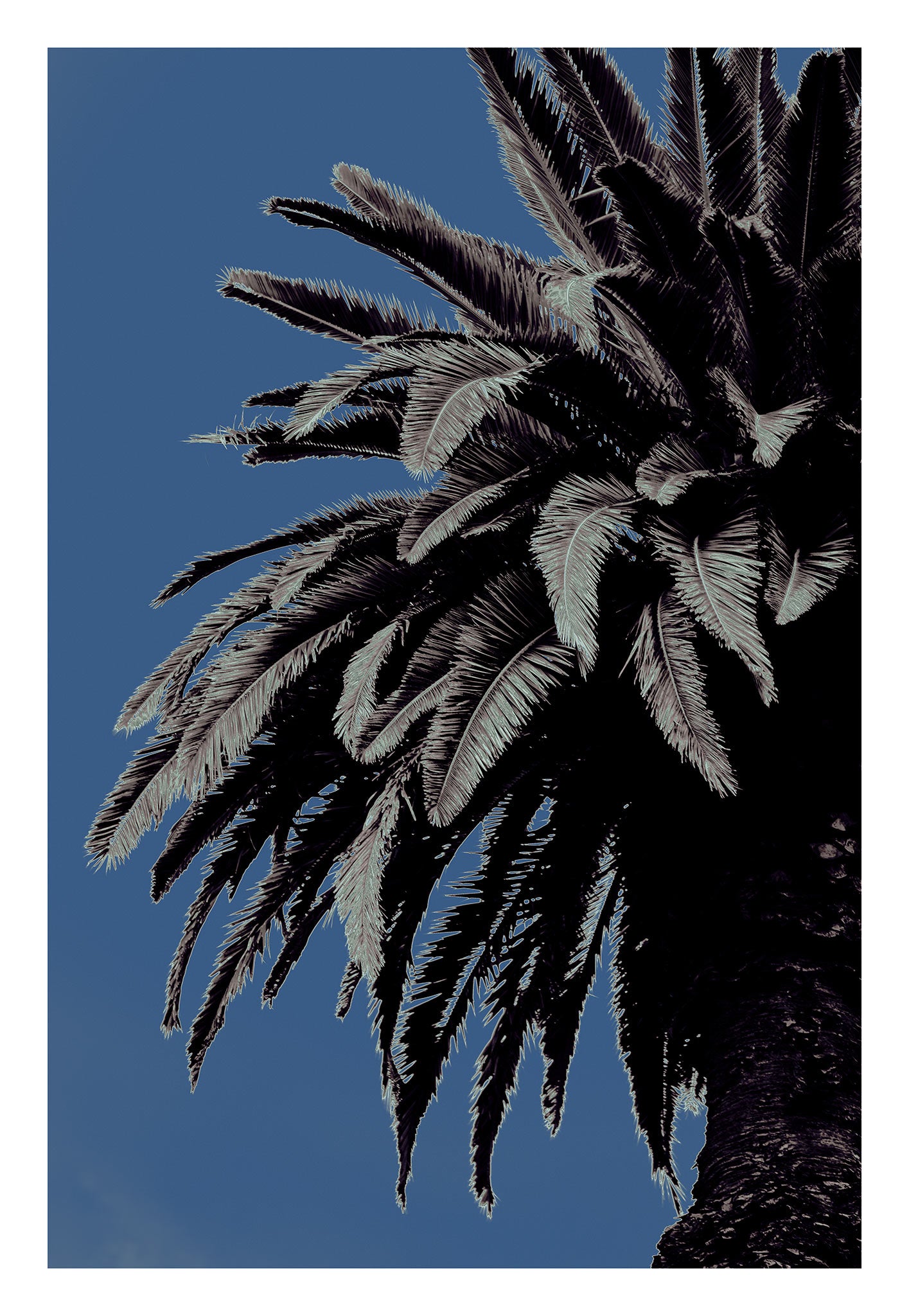 Pop Art Flowers - Palm - Paddington - 258898v13 - 74x104cm, Stylised palm tree with cool-toned fronds against a muted blue sky in soft Pop Art treatment.