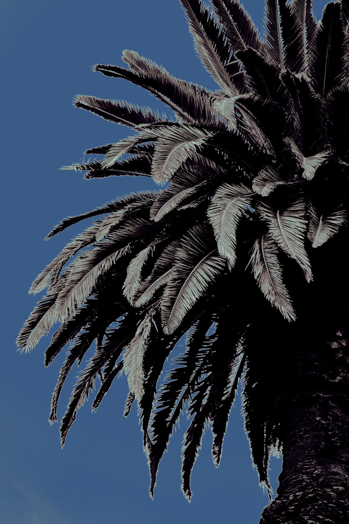 Pop Art Flowers - Palm - Paddington - 258898v13 - 60x90cm, Stylised palm tree with cool-toned fronds against a muted blue sky in soft Pop Art treatment.