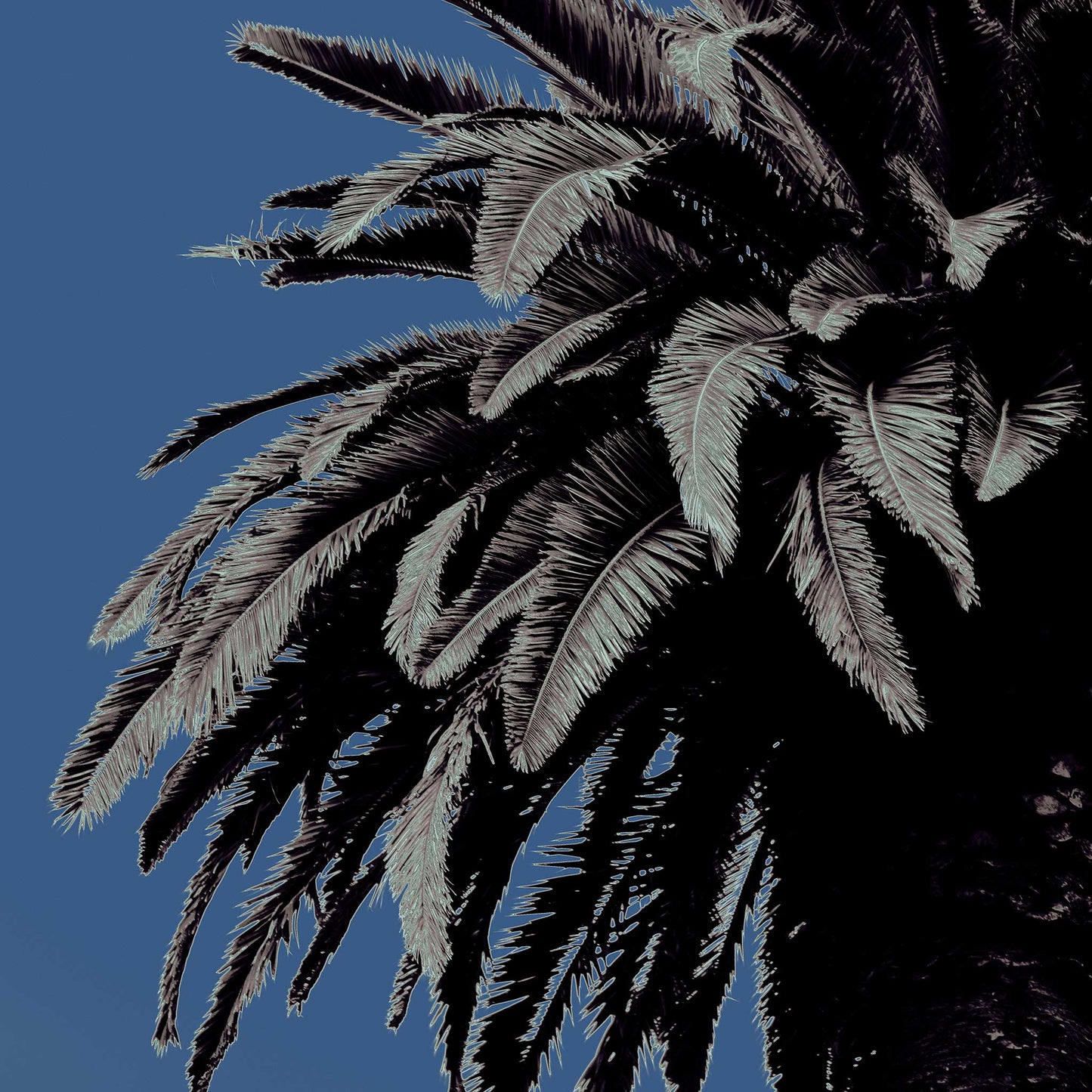 Pop Art Flowers - Palm - Paddington - 258898v13 - Close Detail View, Stylised palm tree with cool-toned fronds against a muted blue sky in soft Pop Art treatment.