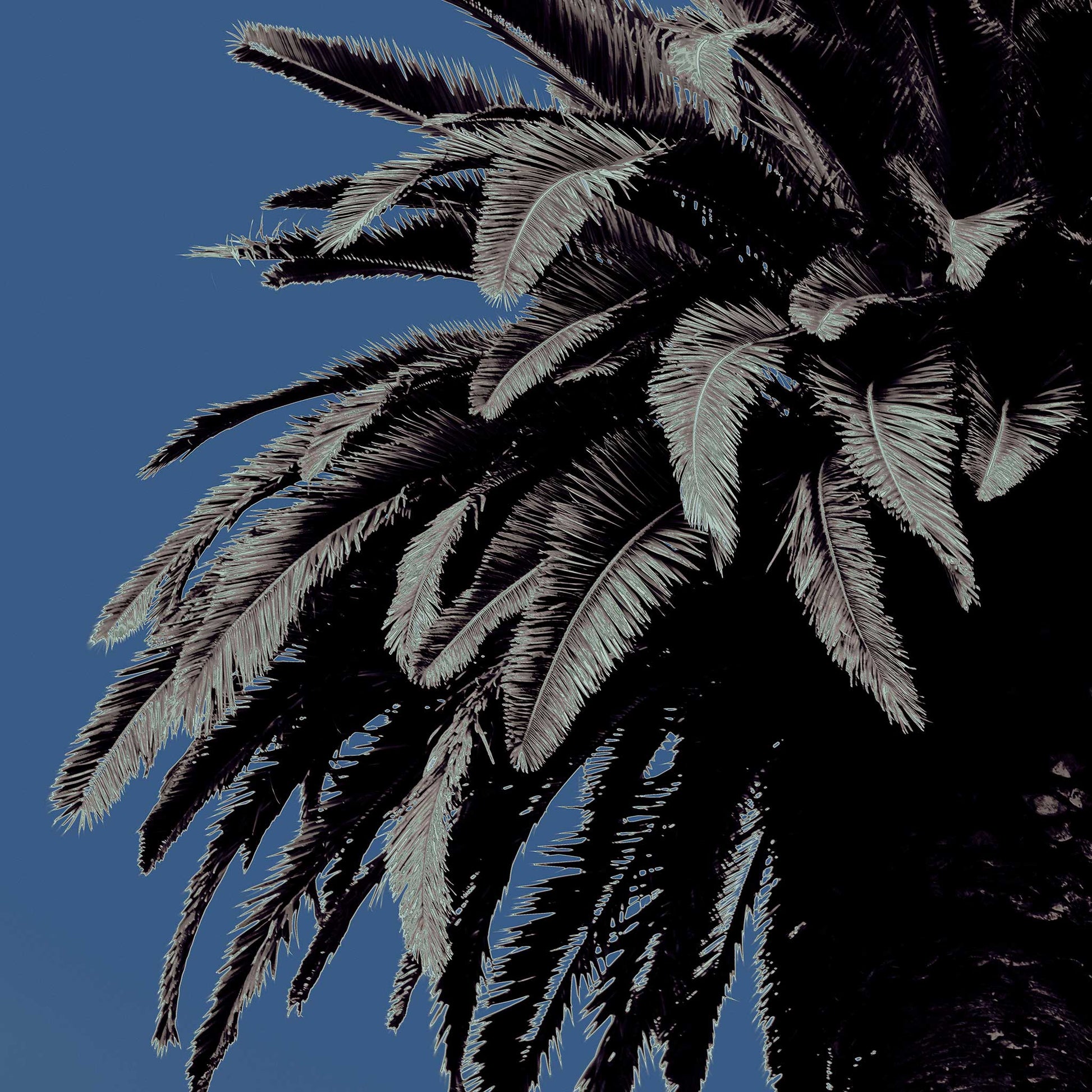 Pop Art Flowers - Palm - Paddington - 258898v13 - Close Detail View, Stylised palm tree with cool-toned fronds against a muted blue sky in soft Pop Art treatment.