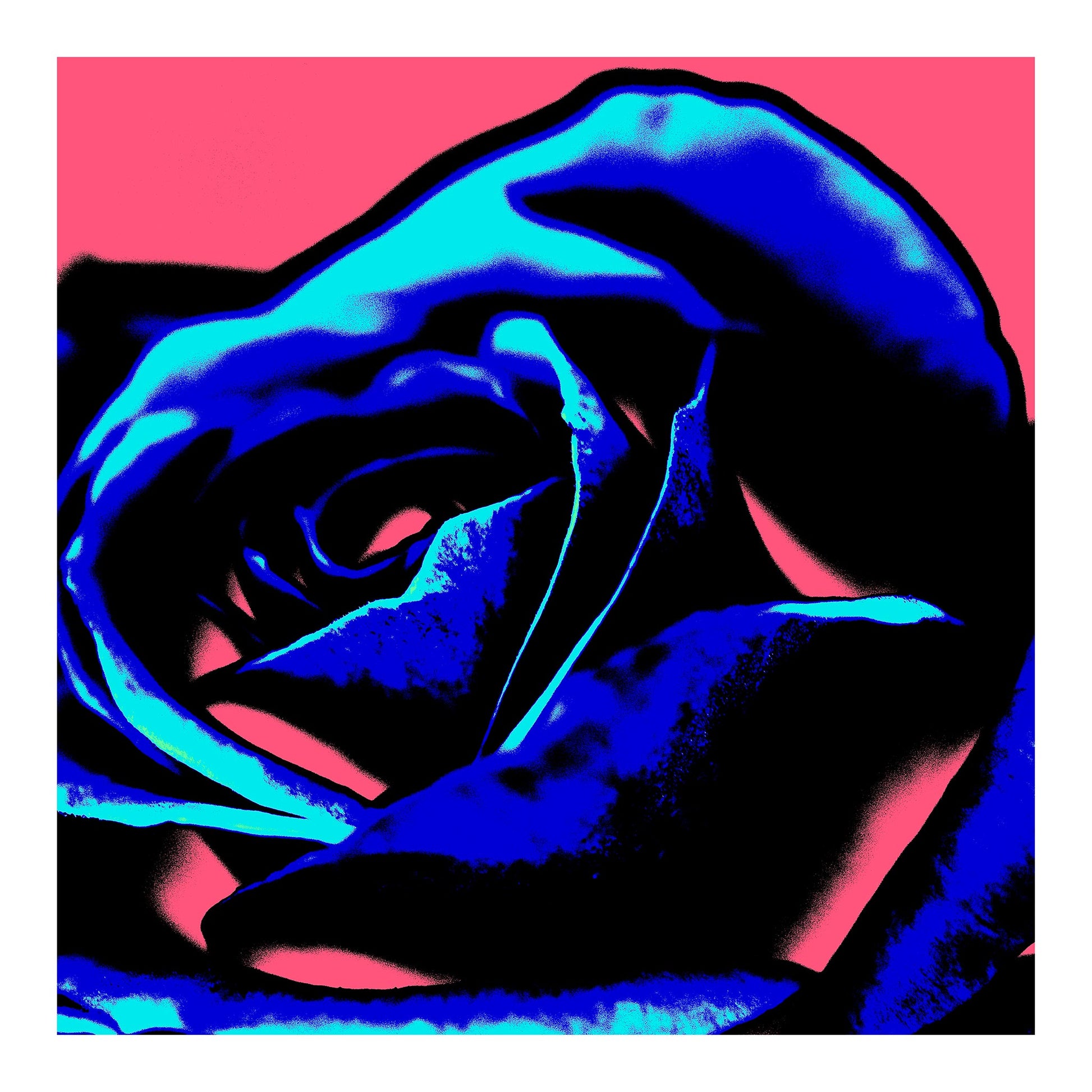 Xtra POP Set - Rose - 253980v6 - 74x74cm, Deep blue rose petals with neon accents on vibrant pink background in bold graphic Pop Art style.