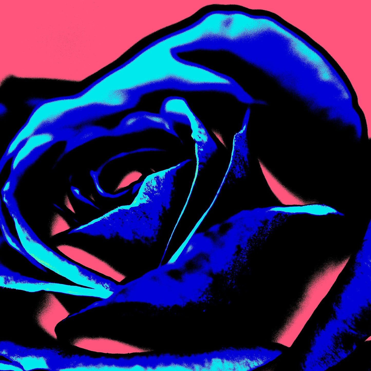 Xtra POP Set - Rose - 253980v6 - 60x60cm, Deep blue rose petals with neon accents on vibrant pink background in bold graphic Pop Art style.