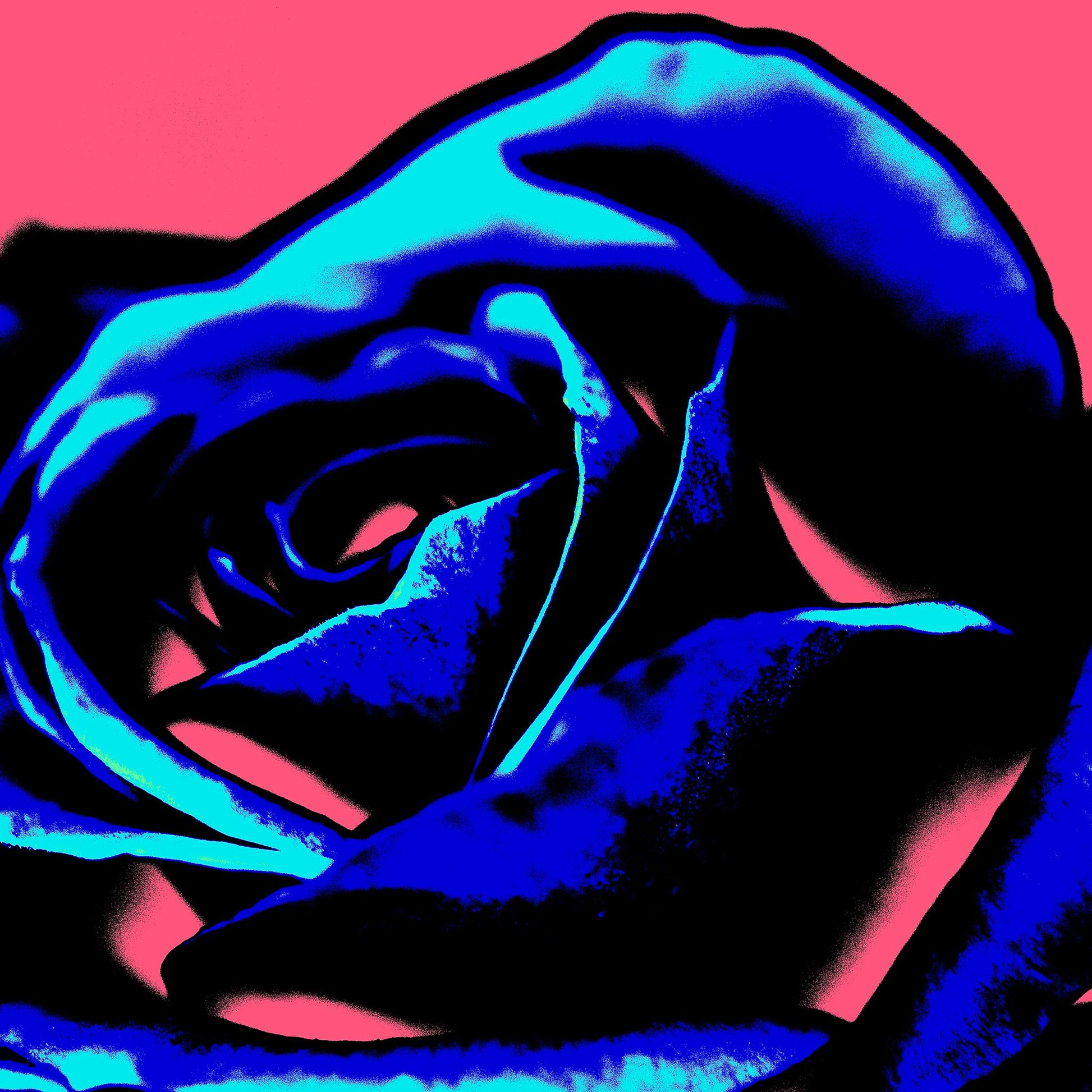 Xtra POP Set - Rose - 253980v6 - 60x60cm, Deep blue rose petals with neon accents on vibrant pink background in bold graphic Pop Art style.