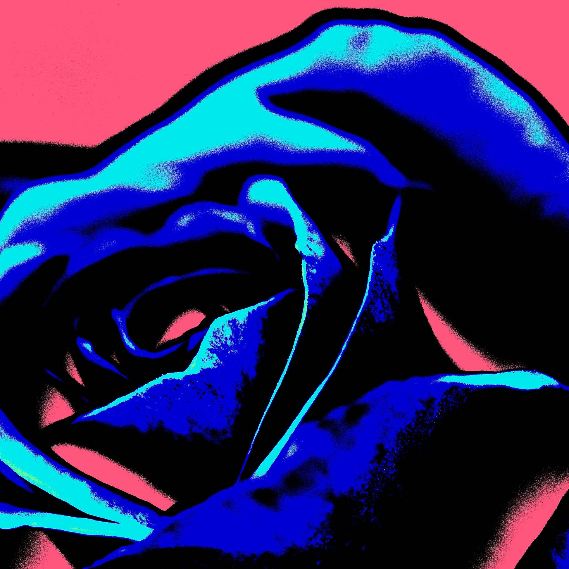 Xtra POP Set - Rose - 253980v6 - Close Detail View, Deep blue rose petals with neon accents on vibrant pink background in bold graphic Pop Art style.