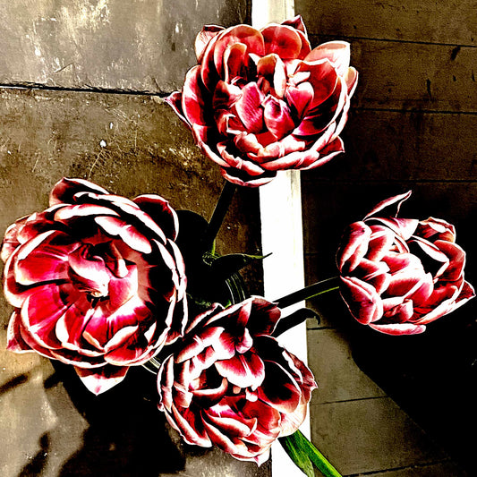 Pop Art Flowers - Sydney - Paddington - Cafe Flowers - 226932v1 - Close Detail View, Stylised top-down image of four vibrant red and white peony-style flowers on a textured café floor, with contrasting concrete and wood surfaces in the background.