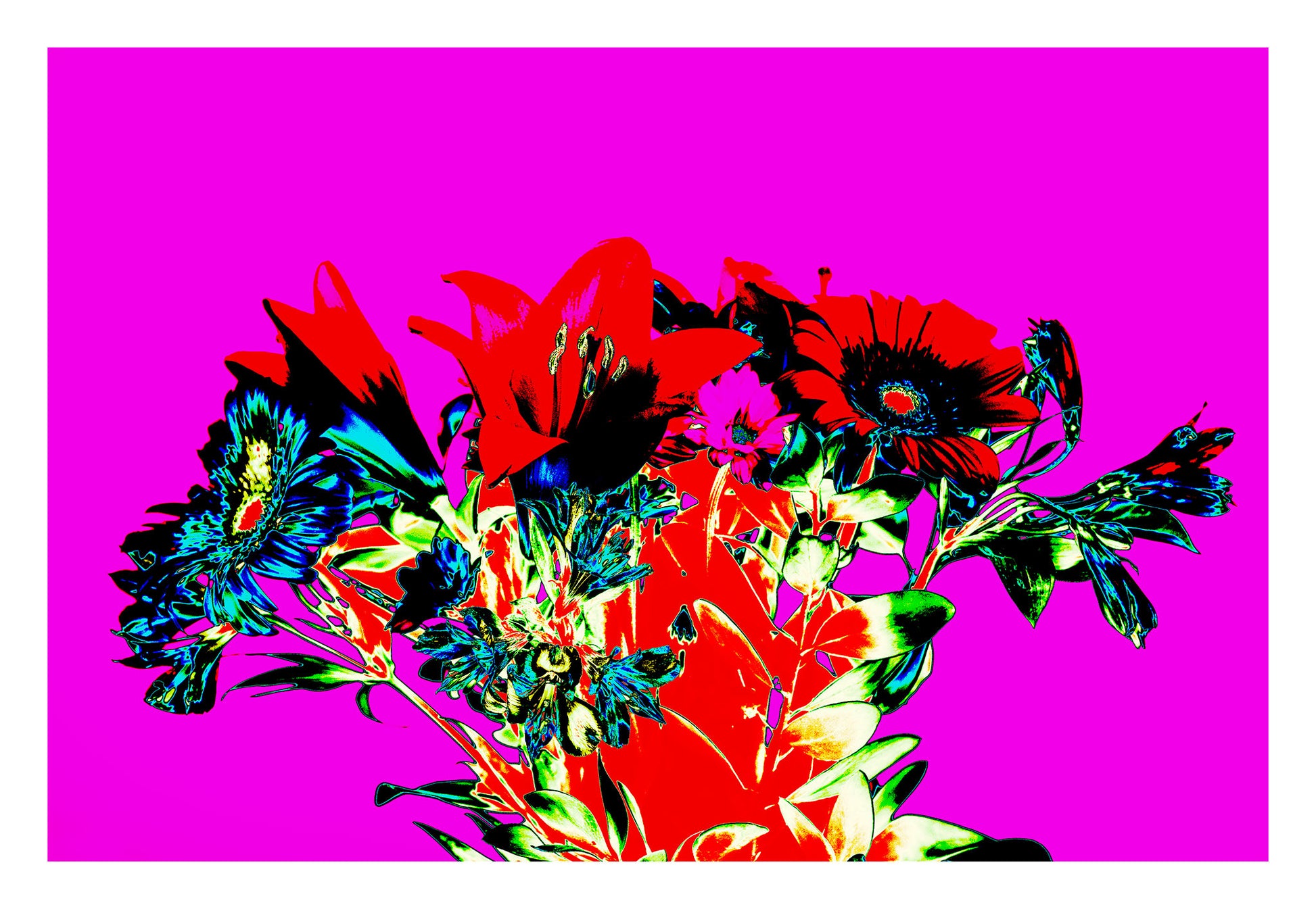Pop Art Flowers - The Gift 369O1084v4 - 104x74cm, a vivid square format pop art image of red lilies, blue daisies, and green foliage against a hot magenta background. The composition is bold, saturated, and emotionally expressive, resembling a stylised floral bouquet.
