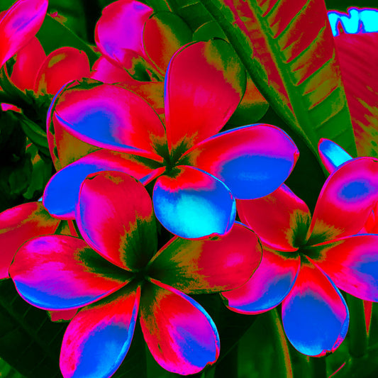 POP Art Collection Flowers - Frangipani Cluster 5892v18a - Close Detail View, vibrant frangipani cluster fine art print with multicoloured petals in neon pinks, purples, and blues, limited edition by Raymond Mather, ART1.