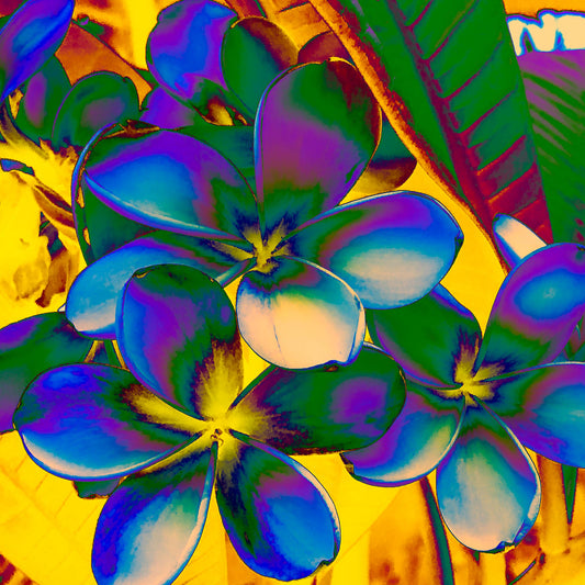 POP Art Collection Flowers - Frangipani Flowers 5892v21 - Close Detail View, vibrant frangipani flower fine art print with stylised multicoloured petals in rich neon tones, limited edition by Raymond Mather, ART1.