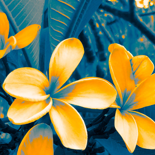POP Art Collection Flowers - Frangipani Flowers 5941v3a - Close Detail View, vibrant frangipani flower fine art print with bold yellow petals and deep green leaves, limited edition by Raymond Mather, ART1.
