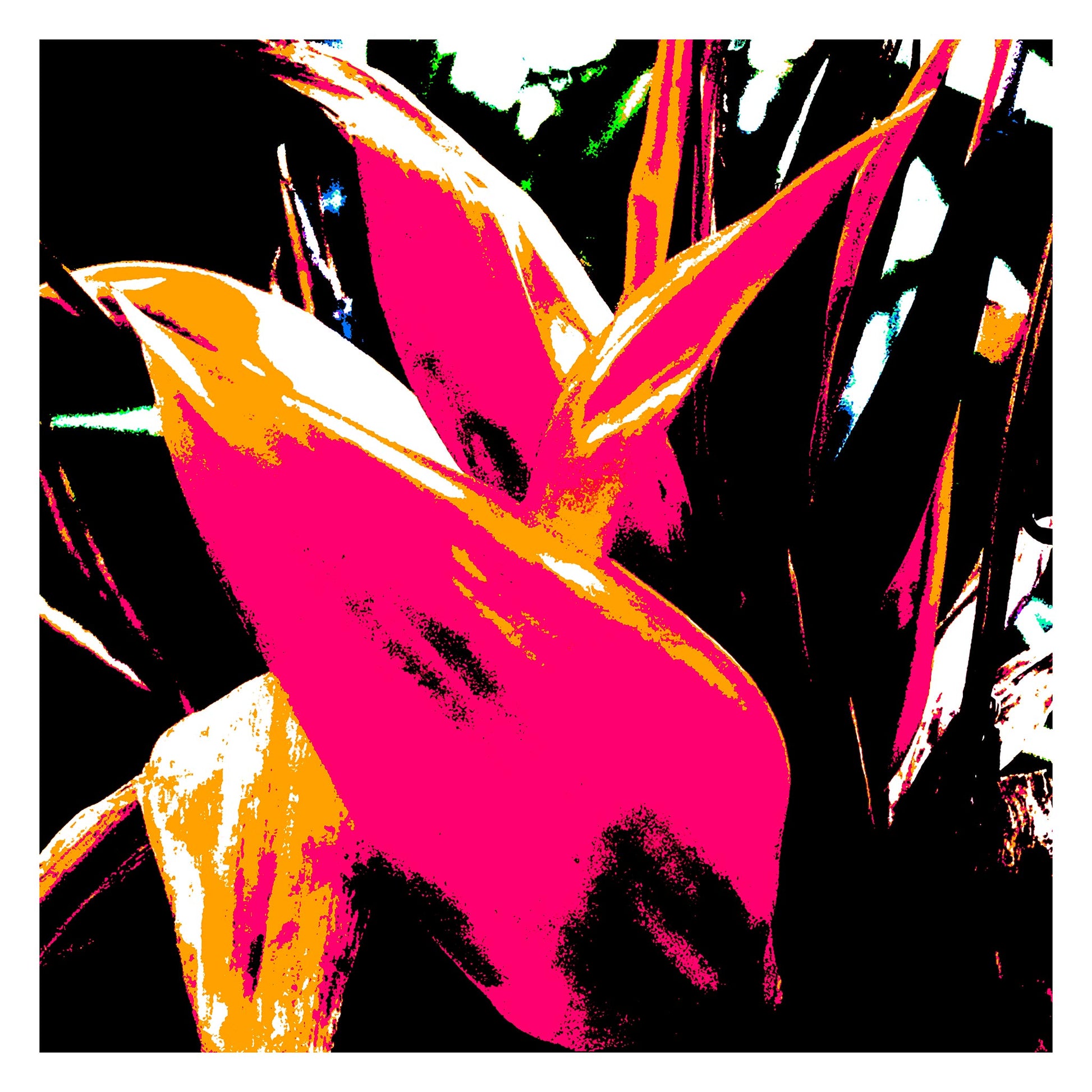 Xtra POP Set - Bird of Paradise 5937v9 - 104x104cm, vibrant Bird of Paradise fine art print with dynamic black and red contrasts, limited edition by Raymond Mather, ART1.