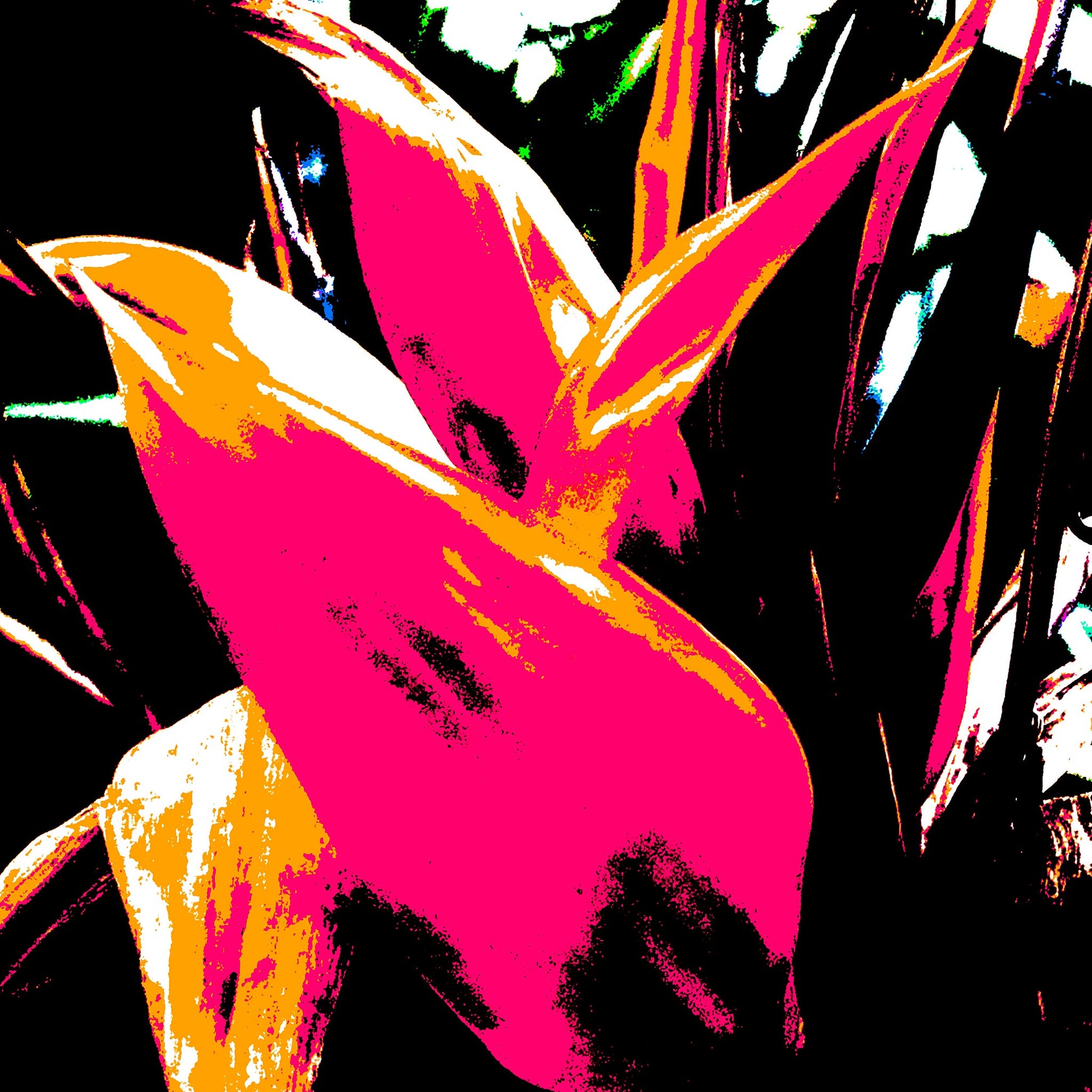 Xtra POP Set - Bird of Paradise 5937v9 - Close Detail View, vibrant Bird of Paradise fine art print with dynamic black and red contrasts, limited edition by Raymond Mather, ART1.