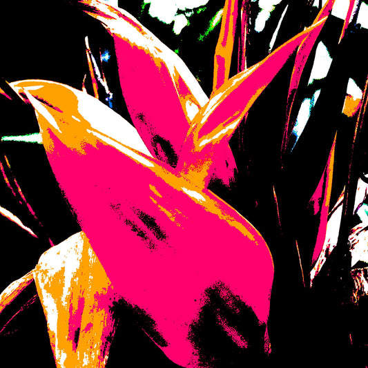 Xtra POP Set - Bird of Paradise 5937v9 - Close Detail View, vibrant Bird of Paradise fine art print with dynamic black and red contrasts, limited edition by Raymond Mather, ART1.