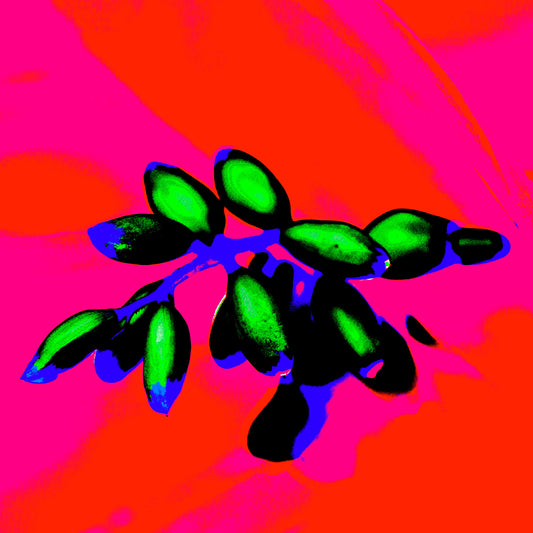 POP Art Collection Flowers - Ginger Flowers Buds 1855v5 - Close Detail View, vibrant ginger flower buds fine art print with striking green buds against a bold pink and orange background, limited edition by Raymond Mather, ART1.