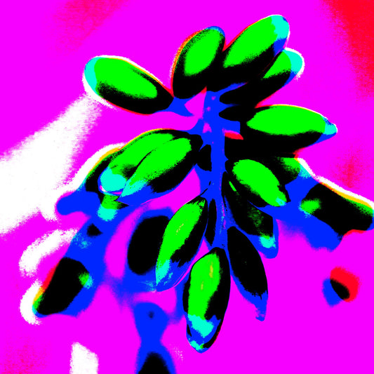 POP Art Collection Flowers - Ginger Flowers Buds 1863v5 - Close Detail View, vibrant ginger flower buds fine art print with neon green buds on a vivid magenta background, limited edition by Raymond Mather, ART1.