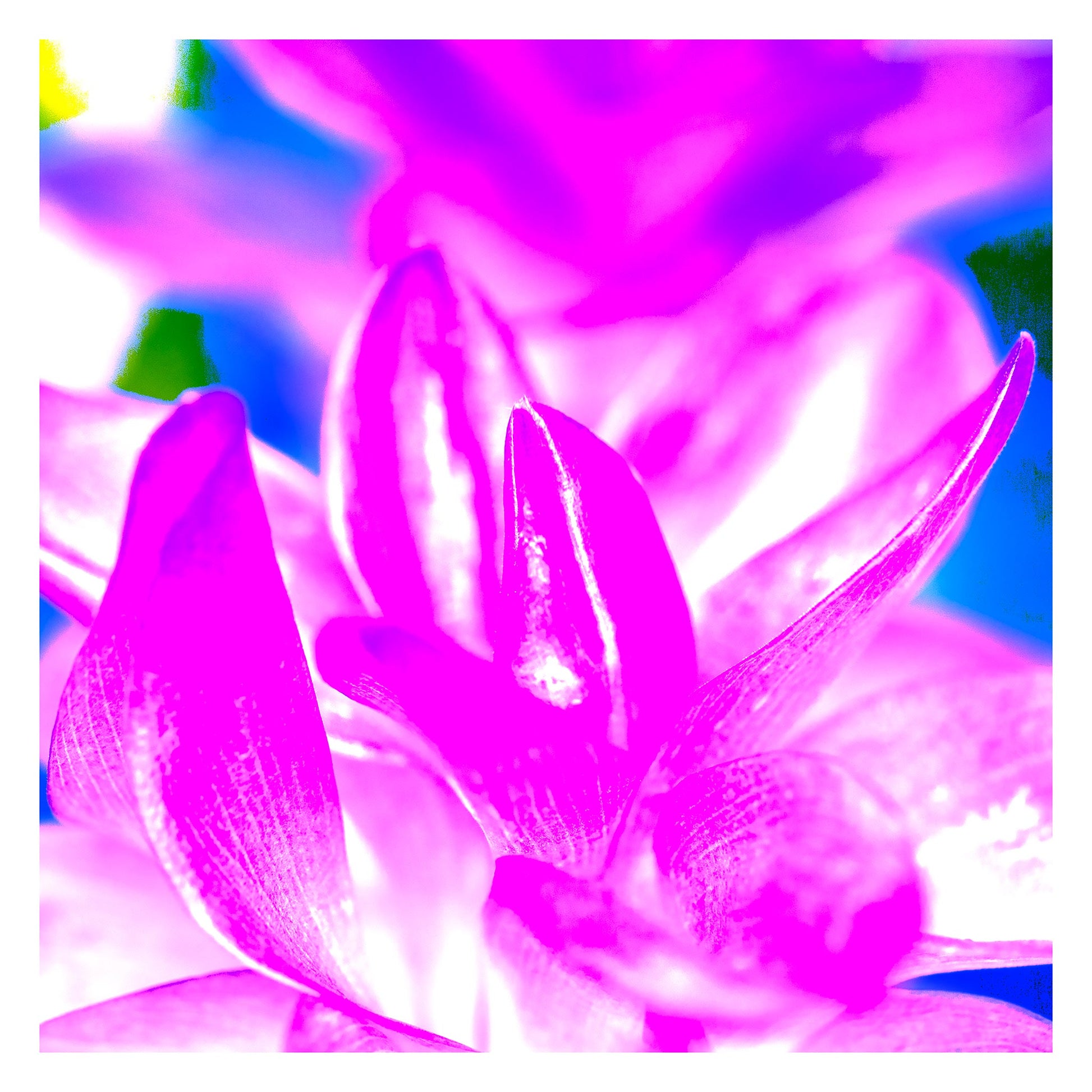 POP Art Collection Flowers - Ginger Flowers 1802v6 - 104x104cm, vibrant ginger flower fine art print with pink and magenta stylised petals, limited edition by Raymond Mather, ART1.