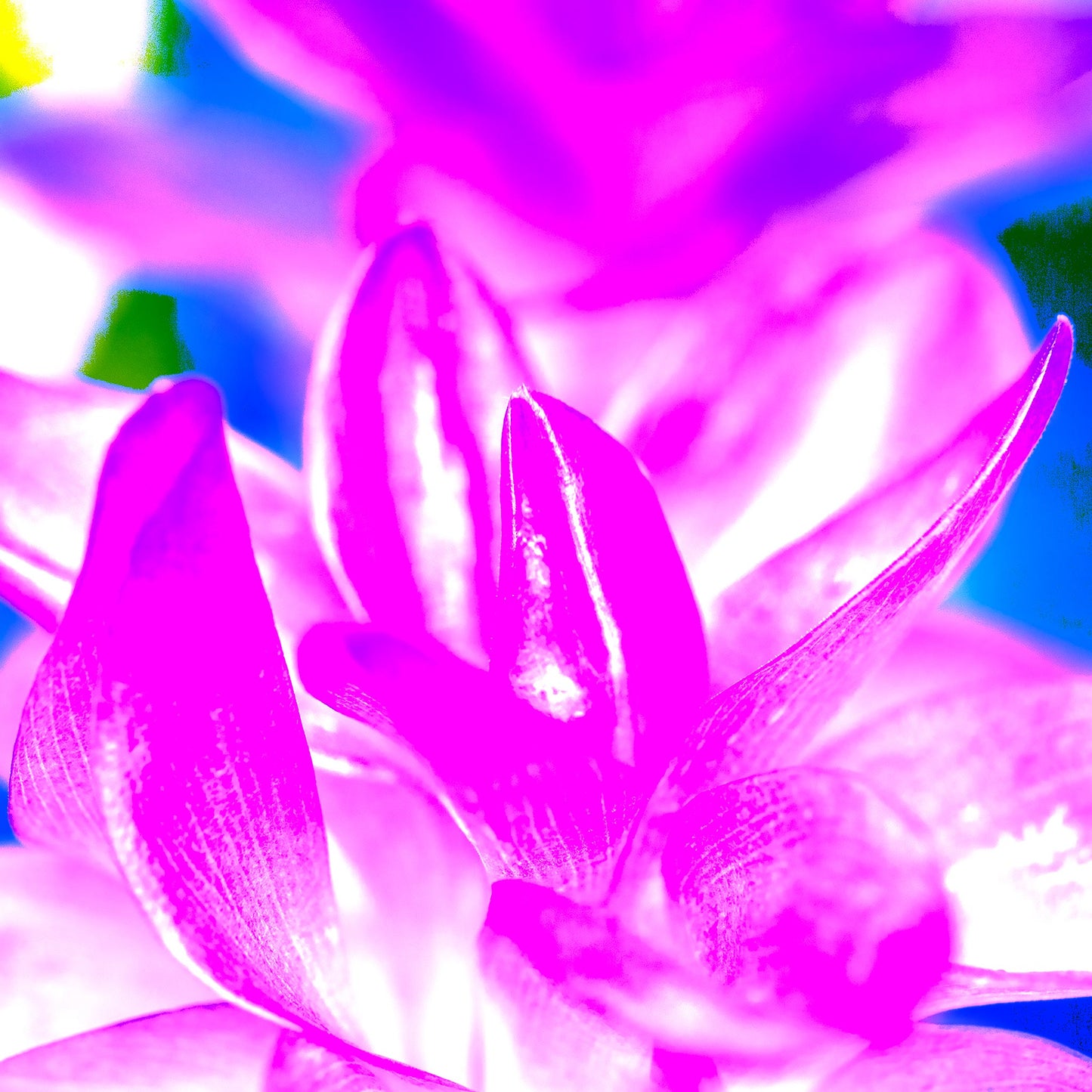 POP Art Collection Flowers - Ginger Flowers 1802v6 - 90x90cm, vibrant ginger flower fine art print with pink and magenta stylised petals, limited edition by Raymond Mather, ART1.