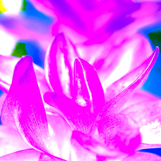 POP Art Collection Flowers - Ginger Flowers 1802v6 - Close Detail View, vibrant ginger flower fine art print with pink and magenta stylised petals, limited edition by Raymond Mather, ART1. 