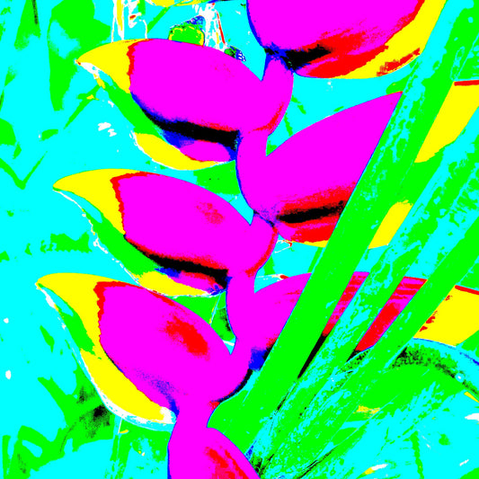POP Art Collection Flowers - Heliconia 5791v7a - Close Detail View, vibrant Heliconia plant fine art print with neon pink, green, and turquoise stylised leaves, limited edition by Raymond Mather, ART1.