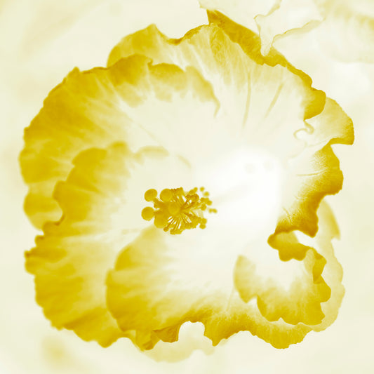 POP Art Collection Flowers - Hibiscus 2076v101d - Close Detail View, vibrant hibiscus flower fine art print with warm yellow petals in soft stylised form, limited edition by Raymond Mather, ART1.