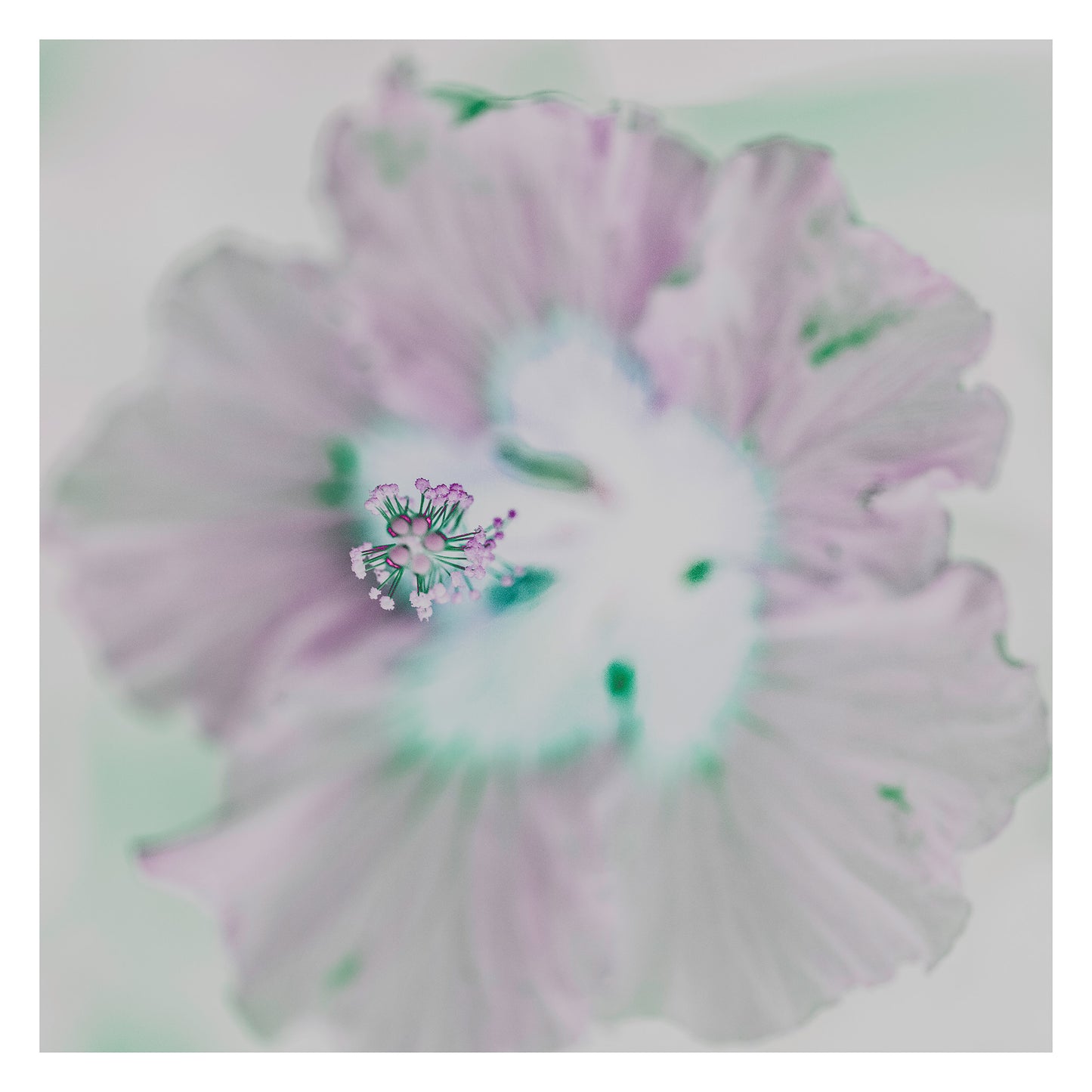POP Art Collection Flowers - Hibiscus 2178v10a - 104x104cm, delicate hibiscus flower fine art print with soft pastel petals and a minimalist background, limited edition by Raymond Mather, ART1.