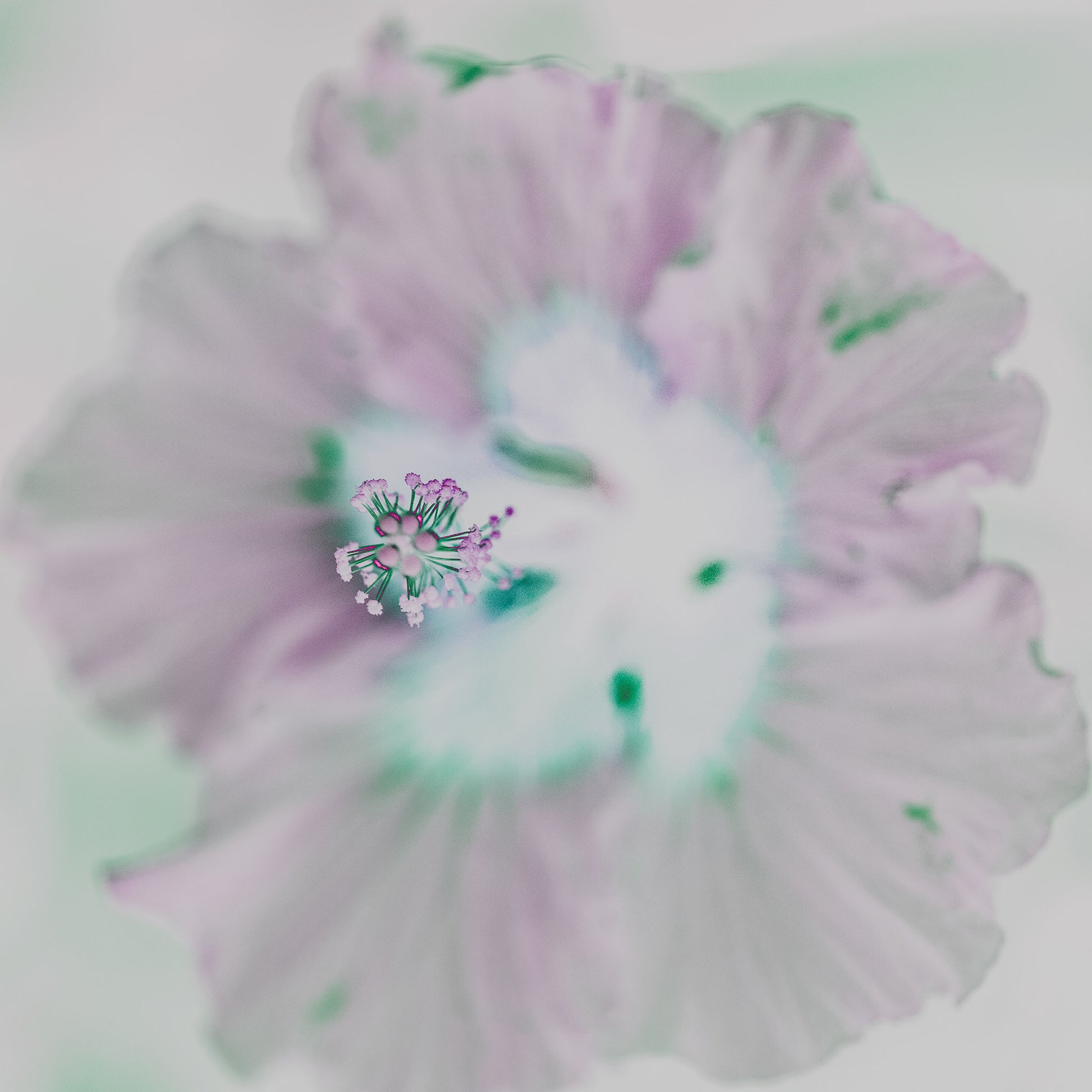 POP Art Collection Flowers - Hibiscus 2178v10a - 90x90cm, delicate hibiscus flower fine art print with soft pastel petals and a minimalist background, limited edition by Raymond Mather, ART1.