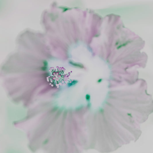 POP Art Collection Flowers - Hibiscus 2178v10a - Close Detail View, delicate hibiscus flower fine art print with soft pastel petals and a minimalist background, limited edition by Raymond Mather, ART1.