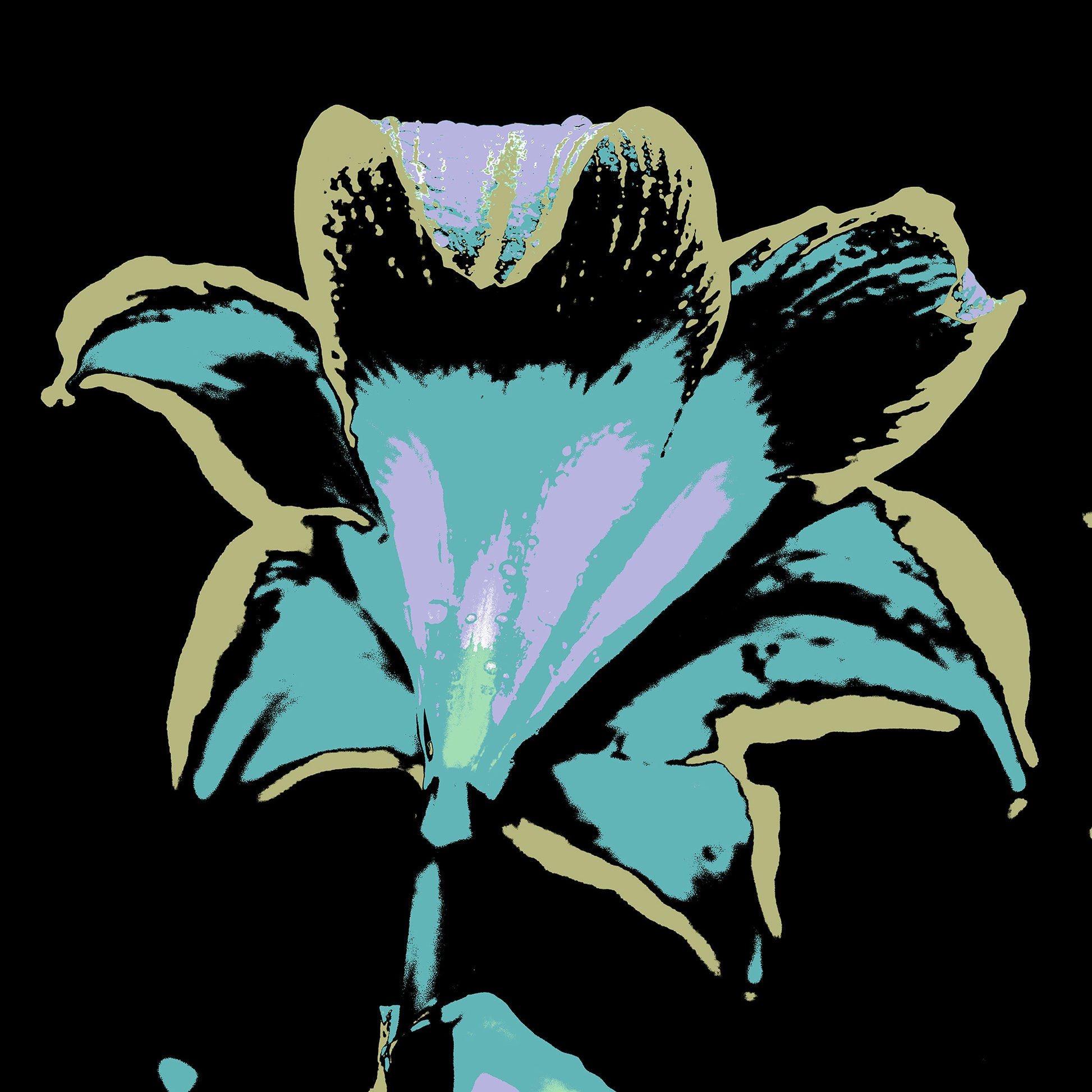 POP Art Collection Flowers - Hippeastrum 1910v27 - 90x90cm, vibrant hippeastrum flower fine art print with stylised black, turquoise, and pink petals, limited edition by Raymond Mather, ART1.