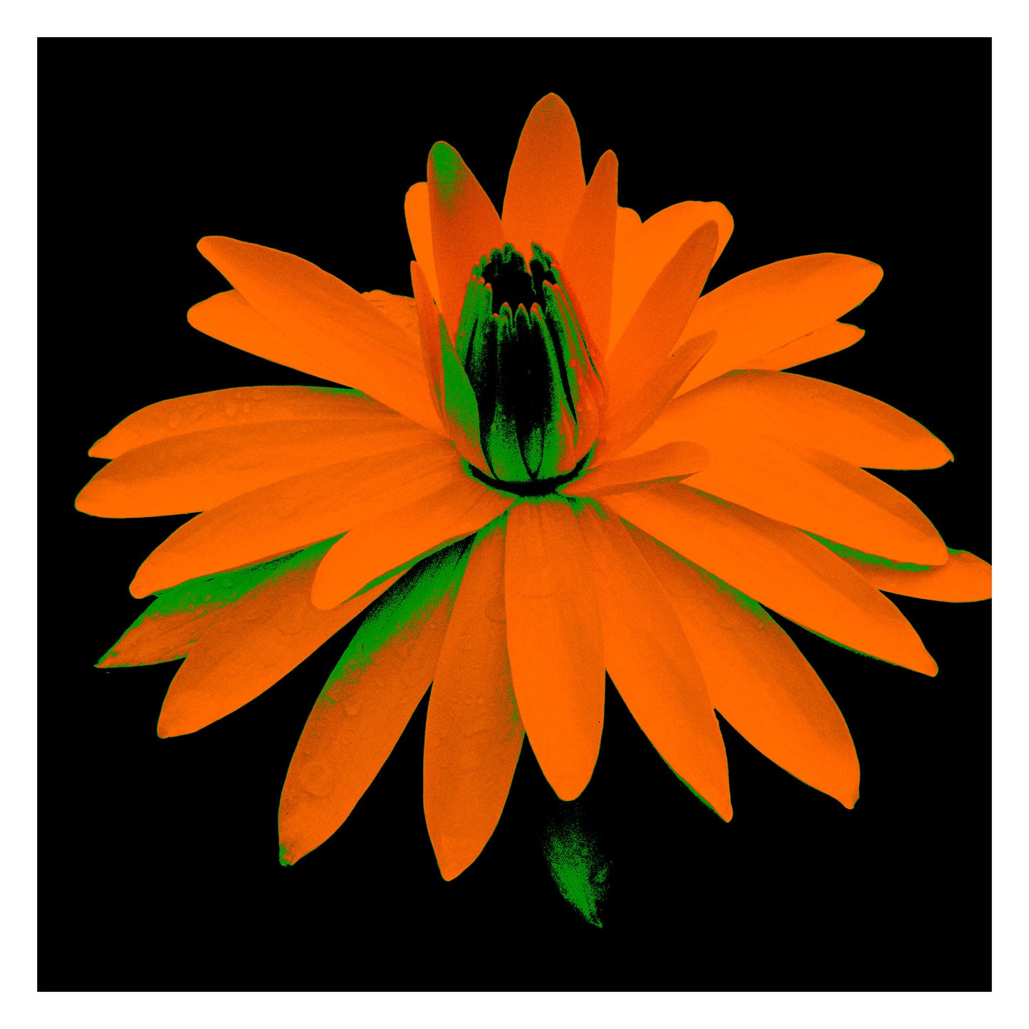 POP Art Collection Flowers - Lily in the Lake 25002bv5 - 104x104cm, vibrant lily flower fine art print with bold orange petals on a black background, limited edition by Raymond Mather, ART1.